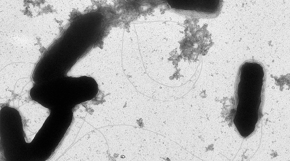 mikroskopbild av celler. Foto. 