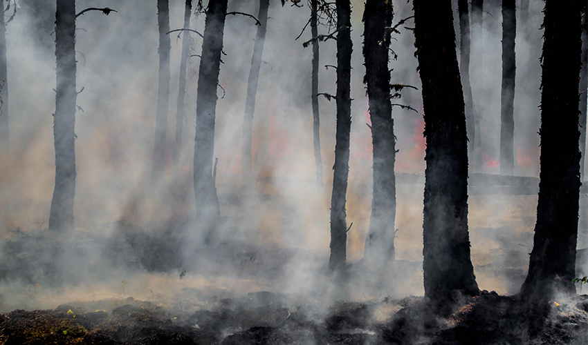 Träd och rök i en skog som brinner. Foto.