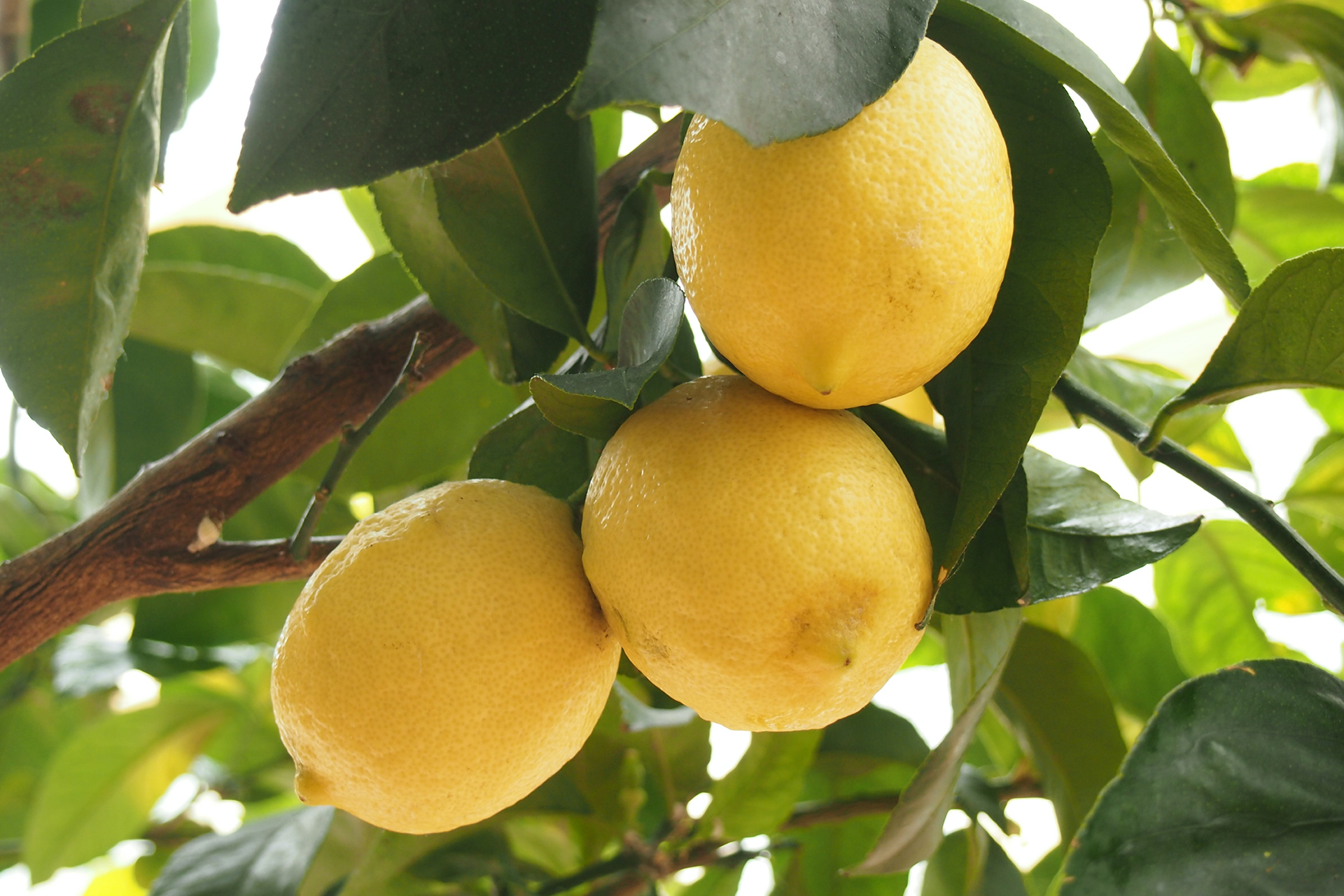 Citroner på ett träd. Foto