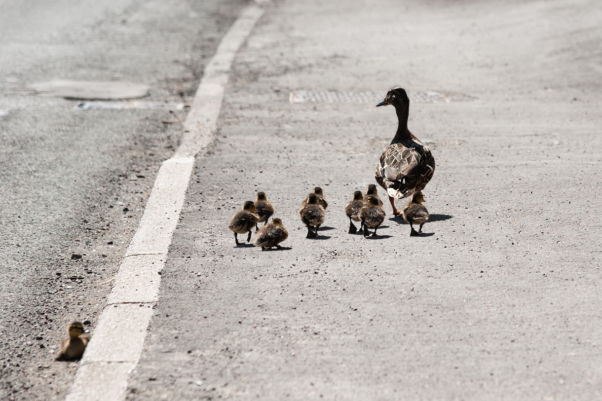 ankfamilj på trottoar, där en ankunge hamnat på efterkälken bakom en trottoarkant. Foto. 