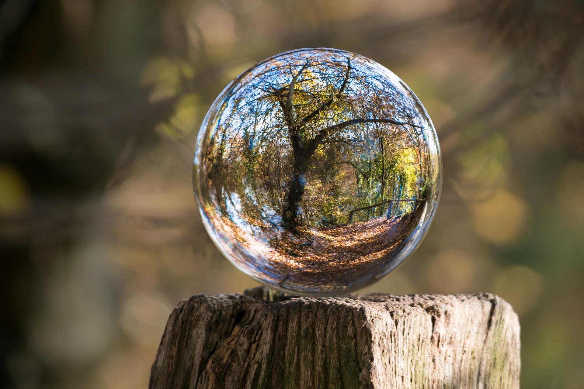 skogsmiljö sedd genom en glasglob. Foto.